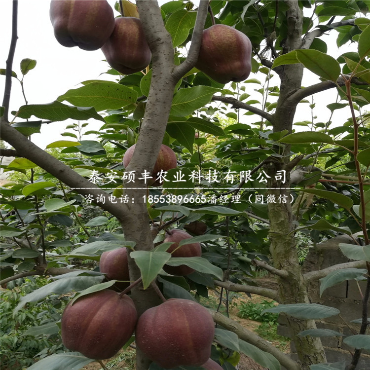 蘋果梨梨苗銷售價格、今年蘋果梨梨樹苗