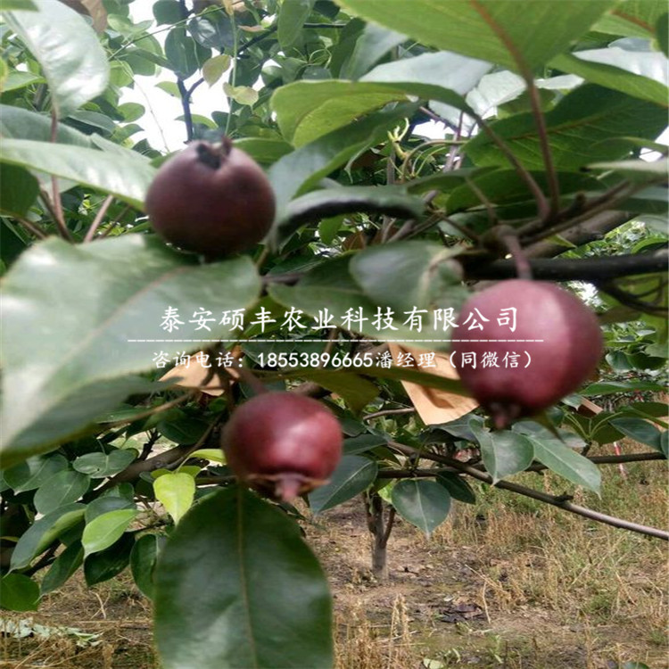 早紅考密斯梨樹苗、梨苗多少錢
