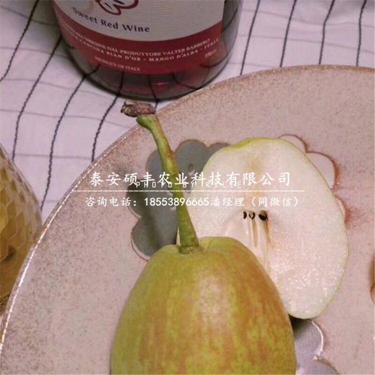 早酥蜜梨苗批發價格、今年早酥蜜梨樹苗