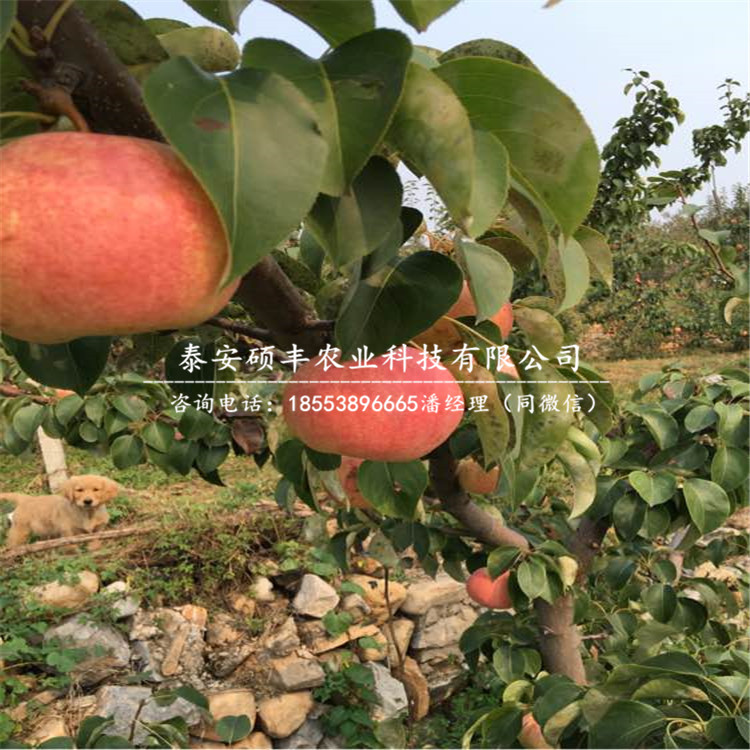 早紅梨樹苗介紹、早紅梨苗適應條件
