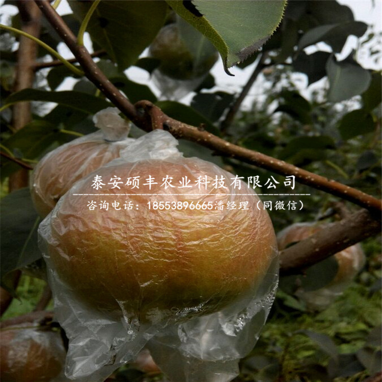 3公分美人酥梨樹苗、美人酥梨樹苗管理技術(shù)