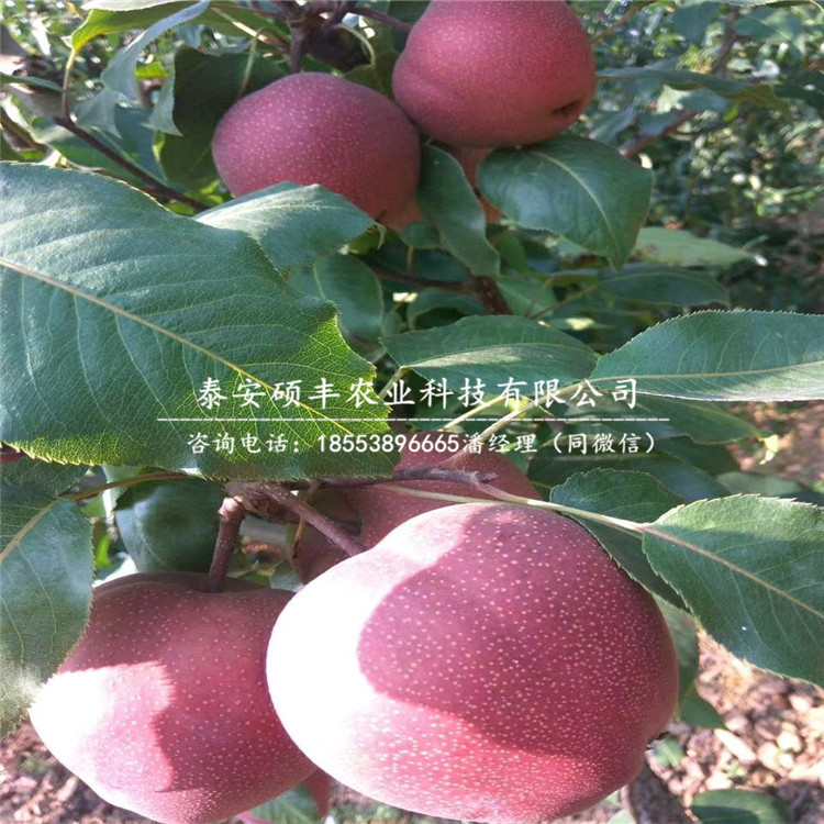 翠冠梨苗批發(fā)價格、2019年翠冠梨樹苗
