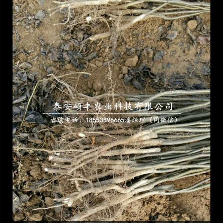 早翠梨梨樹苗種植技術(shù)、早翠梨梨苗繁殖方式