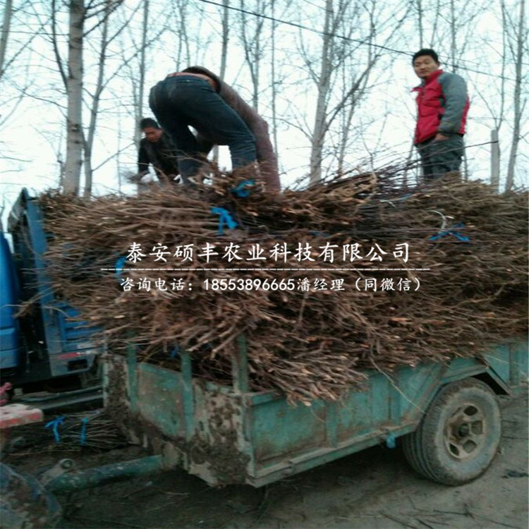 早紅考密斯梨苗廠家、供應早紅考密斯梨樹苗