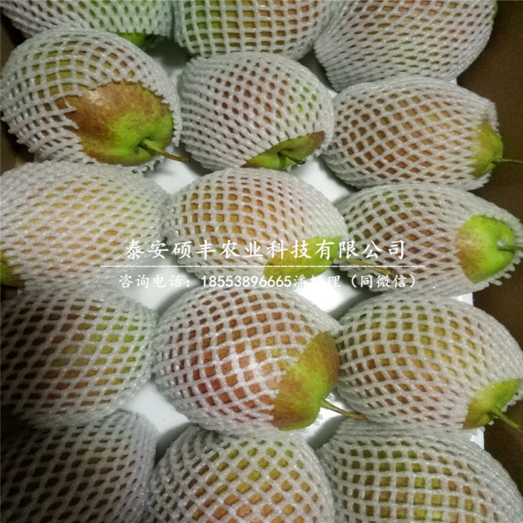 出售滿天紅梨樹苗、滿天紅梨樹苗多少錢一顆