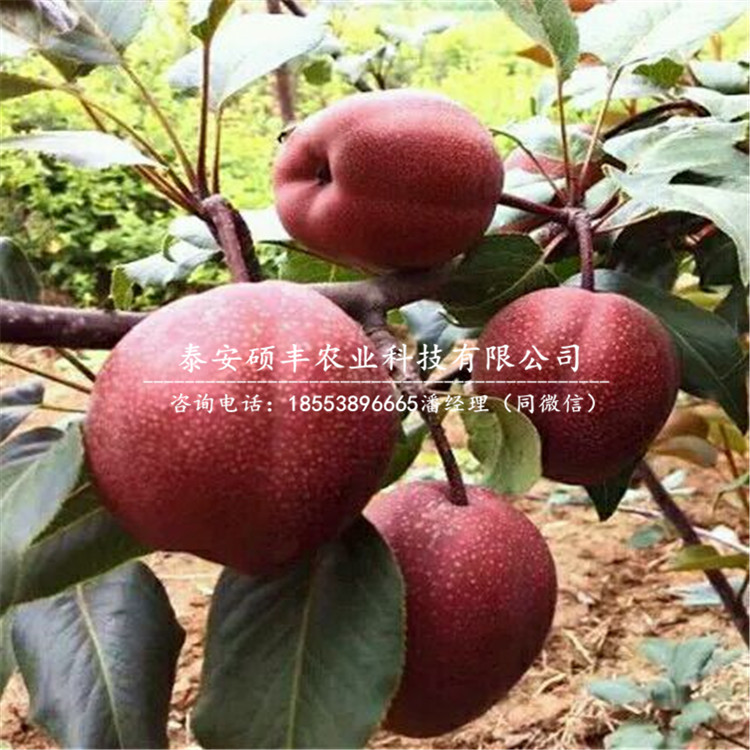 雪花梨樹苗哪里出售、雪花梨苗一顆價格