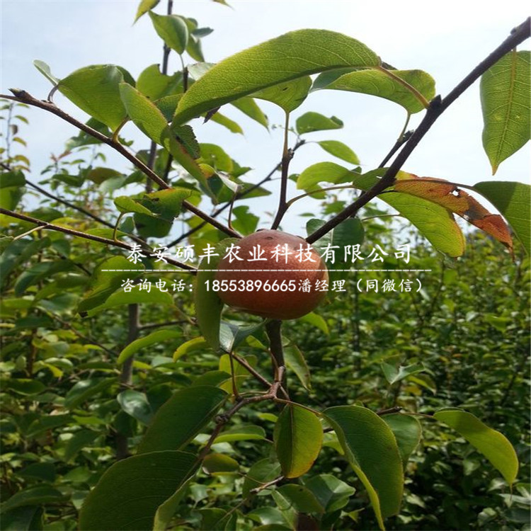 早酥紅梨樹苗出售價格、早酥紅梨苗怎么管理
