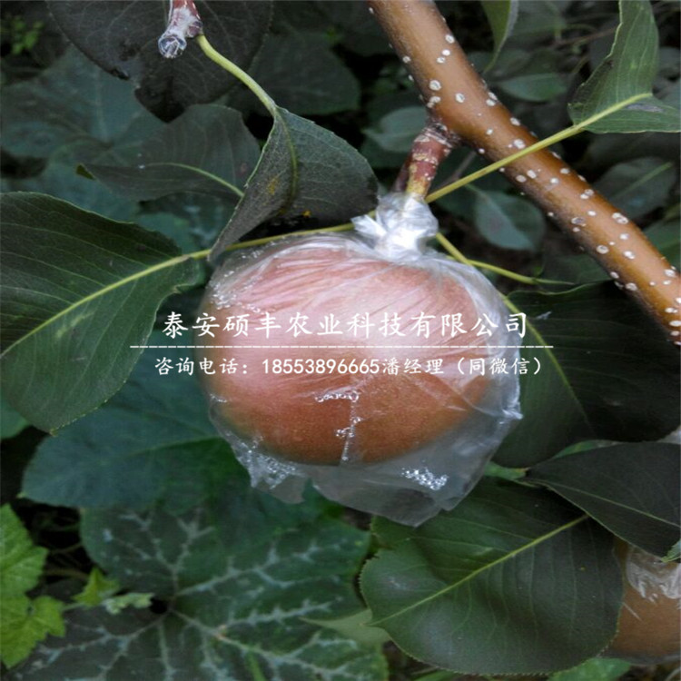 愛宕梨樹苗一棵價(jià)格、愛宕梨苗市場(chǎng)價(jià)格