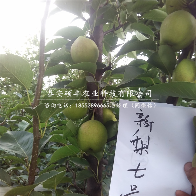 嫁接黃金梨樹苗、黃金梨樹苗批發(fā)價格