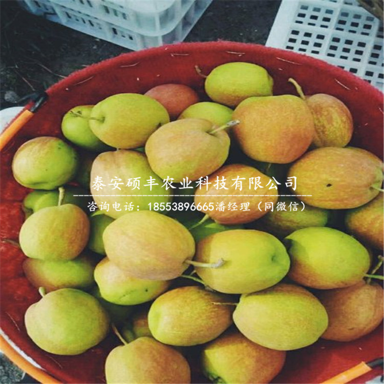 早紅玉梨樹苗市場(chǎng)行情、早紅玉梨苗多少錢一棵