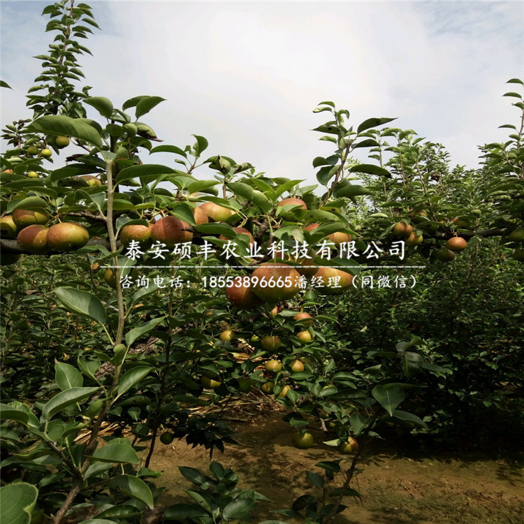 早翠梨梨樹苗種植技術(shù)、早翠梨梨苗繁殖方式