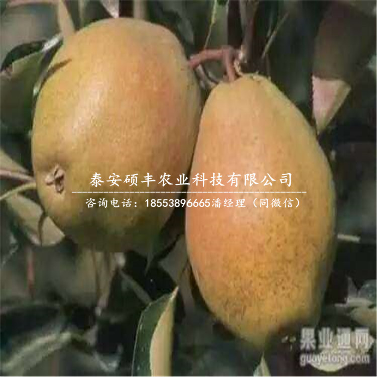 意大利黑梨樹苗、梨苗優(yōu)缺點