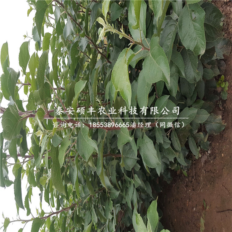 2018年澳紅一號梨樹苗、澳紅一號梨樹苗行情價格