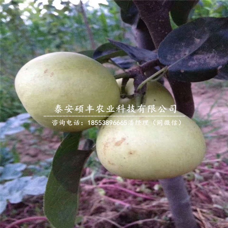 2018年澳紅一號梨樹苗、澳紅一號梨樹苗行情價格