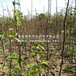 红茄梨树苗、梨苗种植及管理