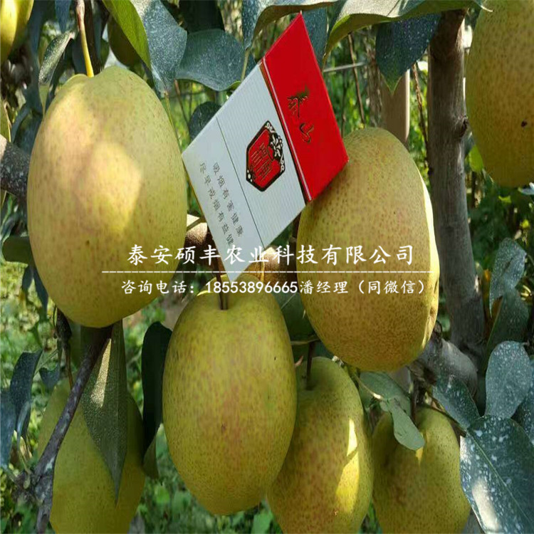 出售八月紅梨樹苗、八月紅梨樹苗市場行情價