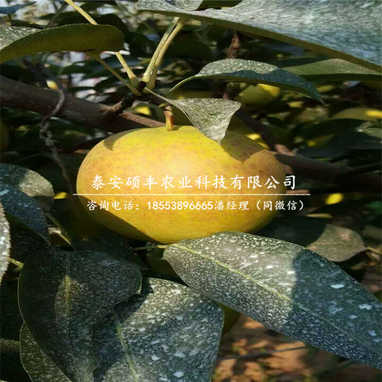 2019年庫(kù)爾勒香梨樹(shù)苗、庫(kù)爾勒香梨樹(shù)苗基地
