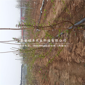早紅玉梨樹苗市場行情、早紅玉梨苗多少錢一棵