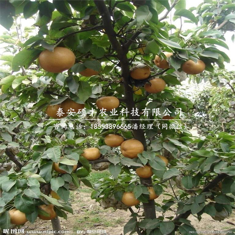 早紅玉梨樹苗、梨苗管理技術(shù)
