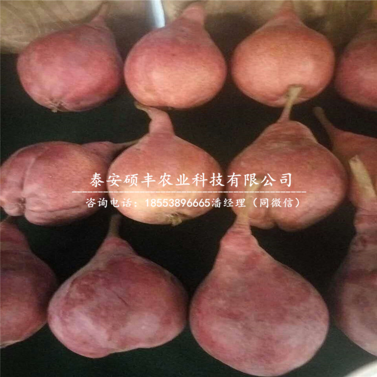 紅酥脆梨樹(shù)苗批發(fā)價(jià)格、紅酥脆梨苗優(yōu)點(diǎn)