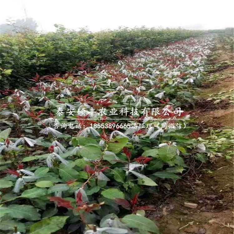 南國(guó)梨樹苗、梨苗種植技術(shù)