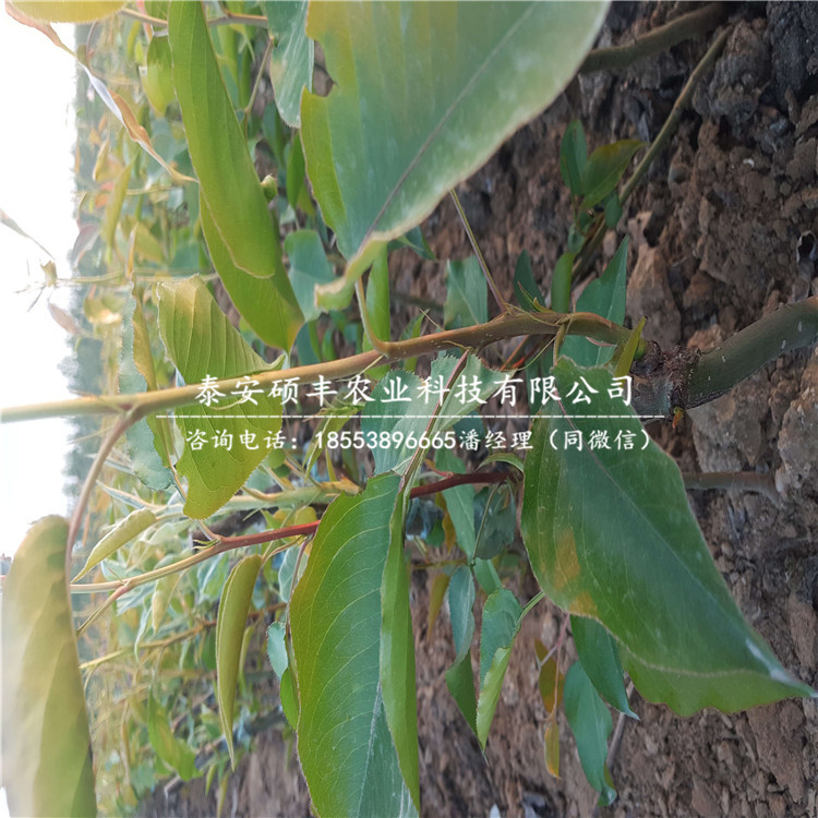 今年香蕉梨梨樹苗、香蕉梨梨樹苗原產(chǎn)地