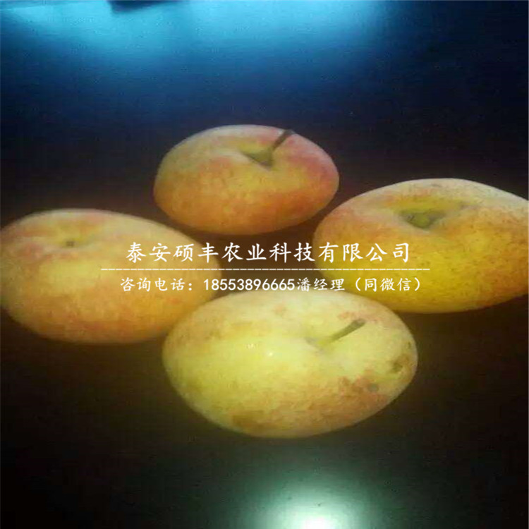 嫁接水晶梨樹苗、水晶梨樹苗單價(jià)是多少