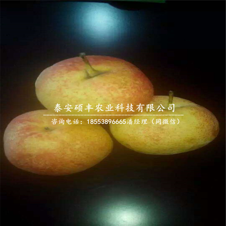 翡翠梨苗種植技術(shù)、新品種翡翠梨樹苗