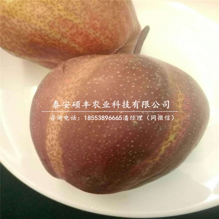 早紅梨樹(shù)苗廠家、早紅梨苗怎么處理