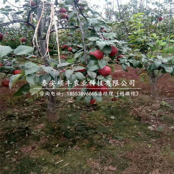豐水梨樹苗原產(chǎn)地、豐水梨苗市場行情價