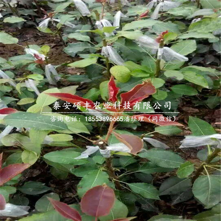 2019年早翠梨梨樹(shù)苗、早翠梨梨樹(shù)苗壓條技術(shù)