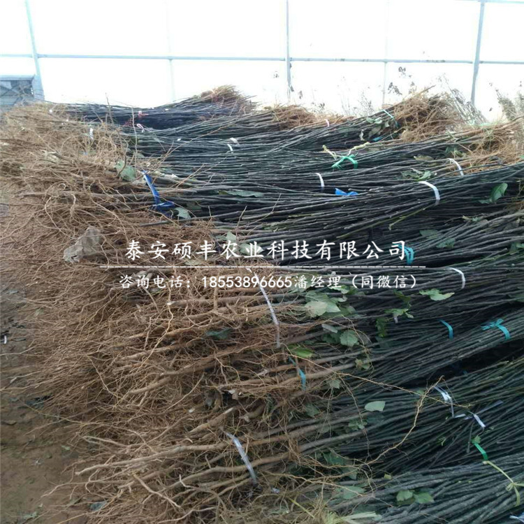 3公分美人酥梨樹苗、美人酥梨樹苗管理技術(shù)