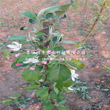 中梨4號(hào)梨樹苗、梨苗價(jià)格多少錢