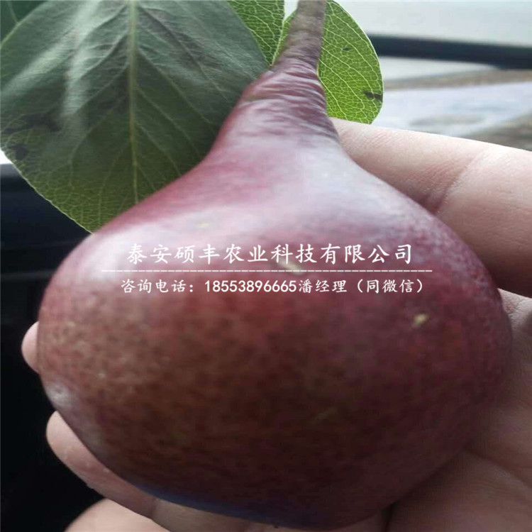 早紅考密斯梨苗廠家、供應早紅考密斯梨樹苗