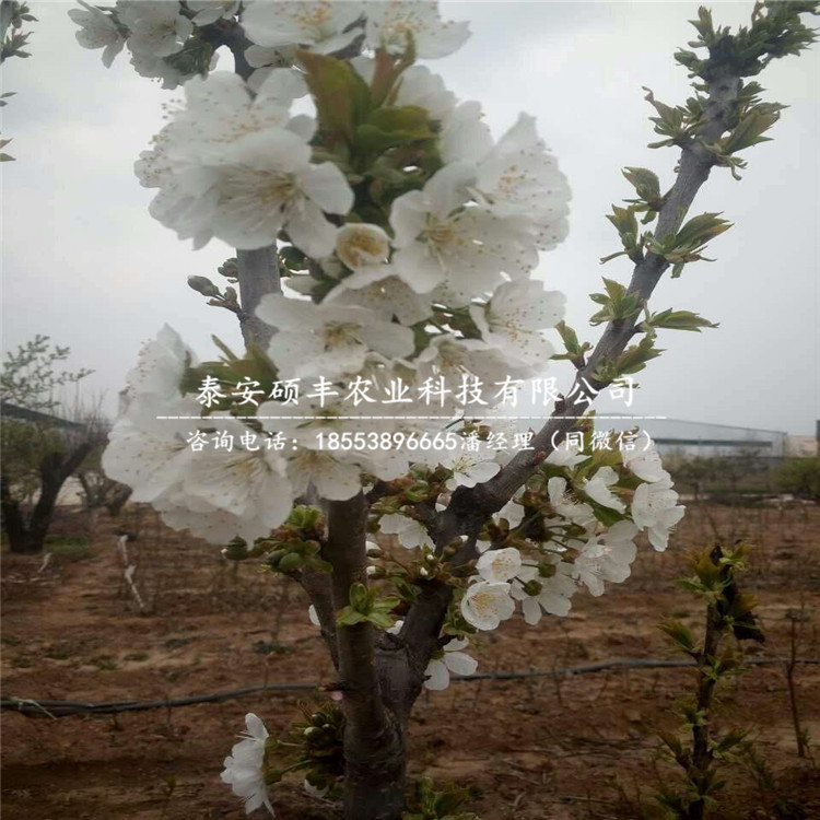 2019年早翠梨梨树苗、早翠梨梨树苗原产地