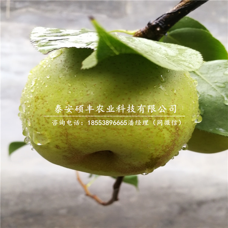 翡翠梨苗種植技術(shù)、1年生翡翠梨樹苗