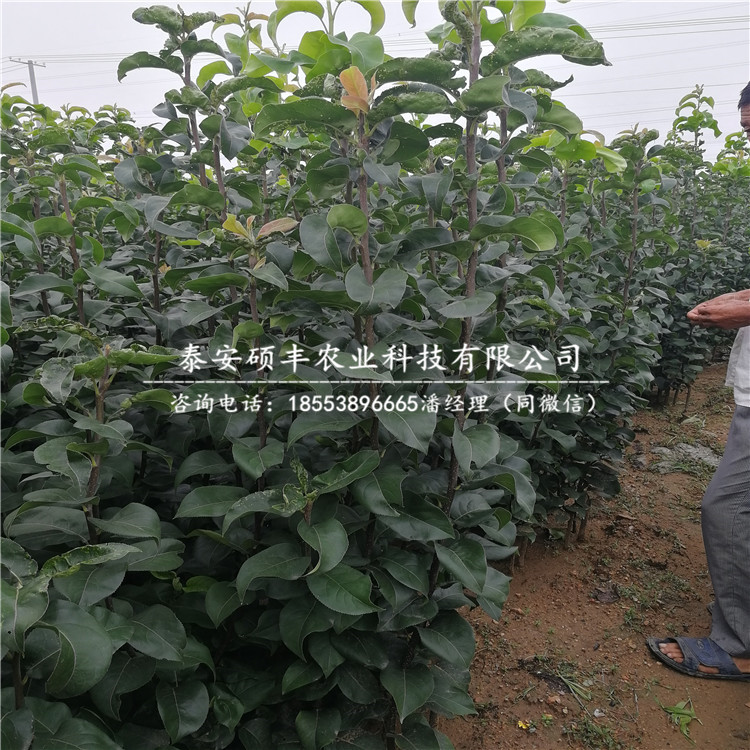 金秋梨樹苗原產(chǎn)地、金秋梨苗缺點