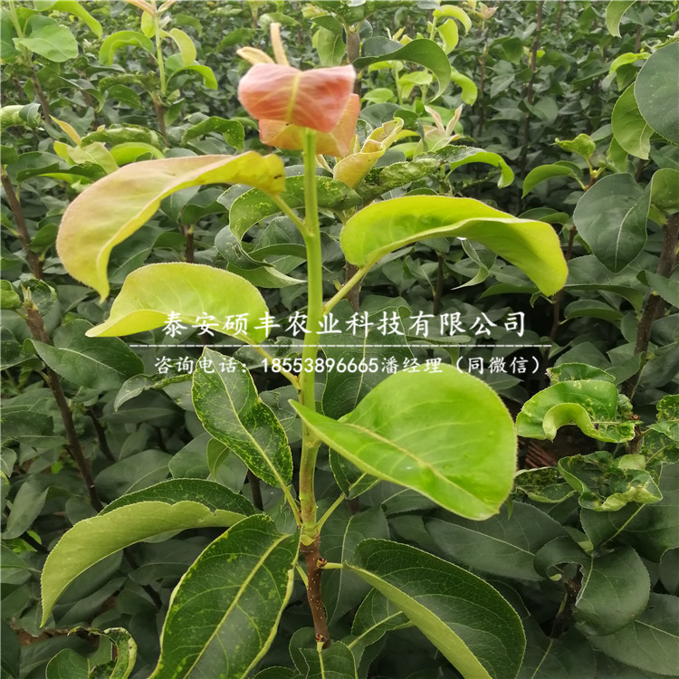 哪里賣中華玉梨樹苗、中華玉梨樹苗多少錢