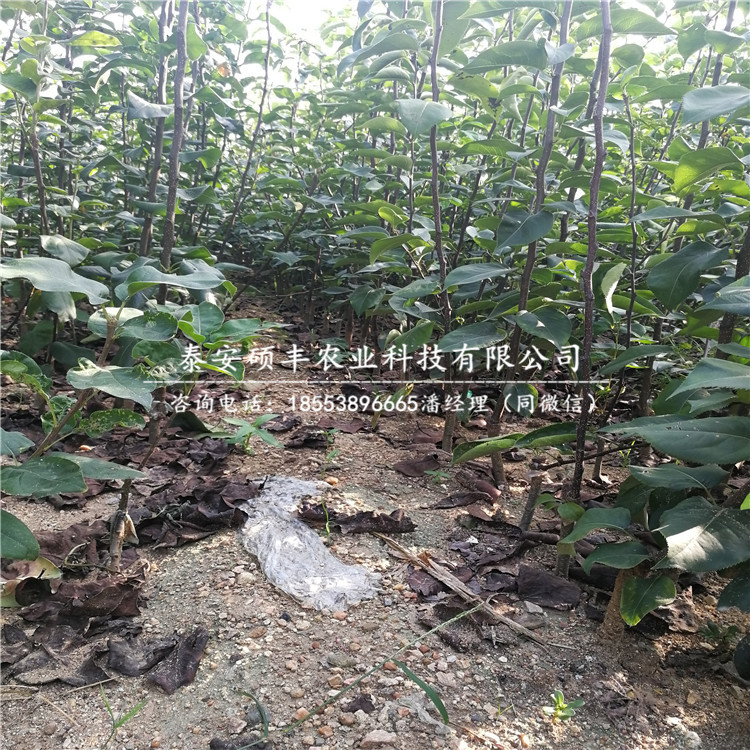 皇冠梨樹苗詳細(xì)報(bào)價(jià)、皇冠梨苗市場(chǎng)行情