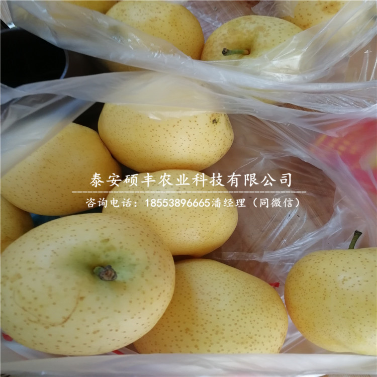 2019年庫(kù)爾勒香梨樹(shù)苗、庫(kù)爾勒香梨樹(shù)苗基地