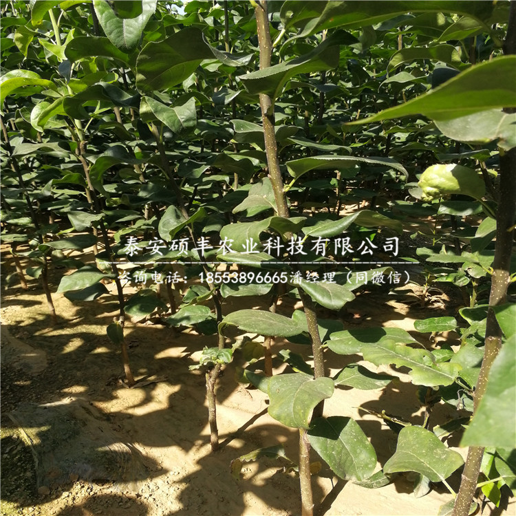 夏玉梨樹苗行情、夏玉梨苗介紹