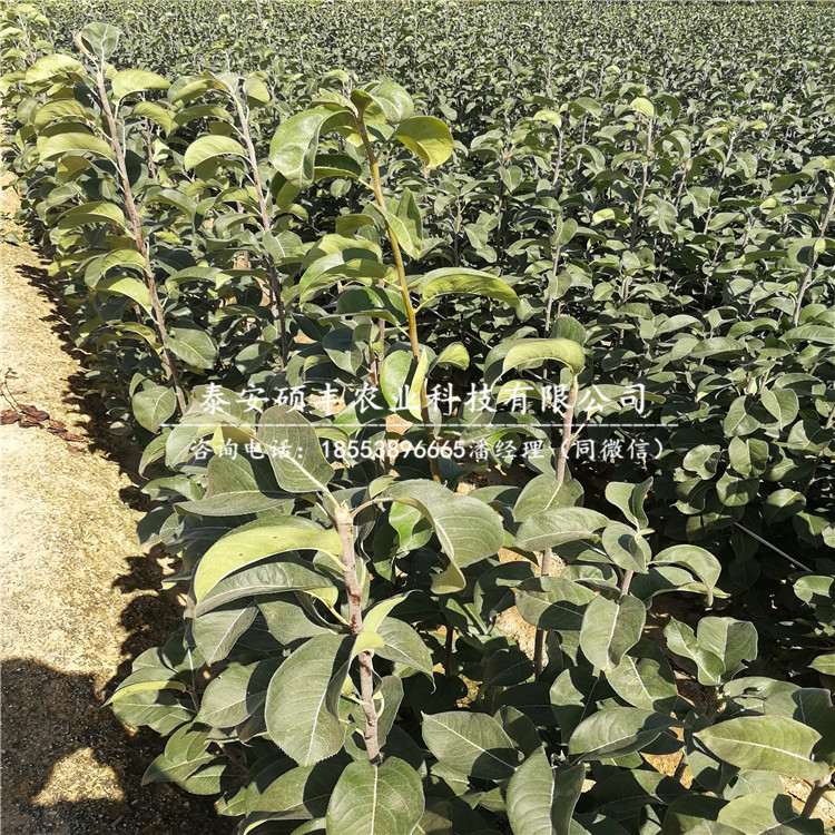 紅太陽(yáng)梨樹(shù)苗、梨苗幾月份成熟