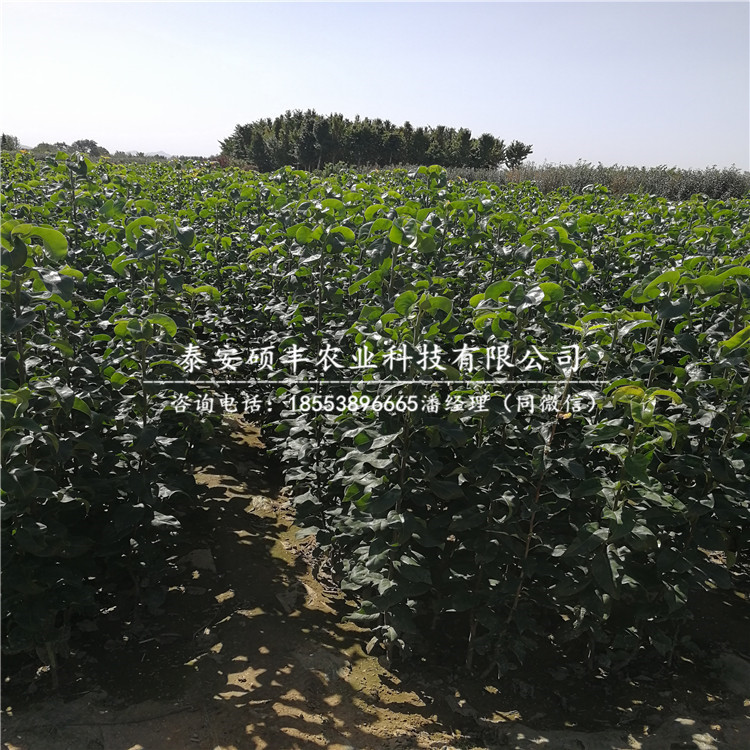 八月紅梨樹苗供應(yīng)價(jià)格、八月紅梨苗介紹