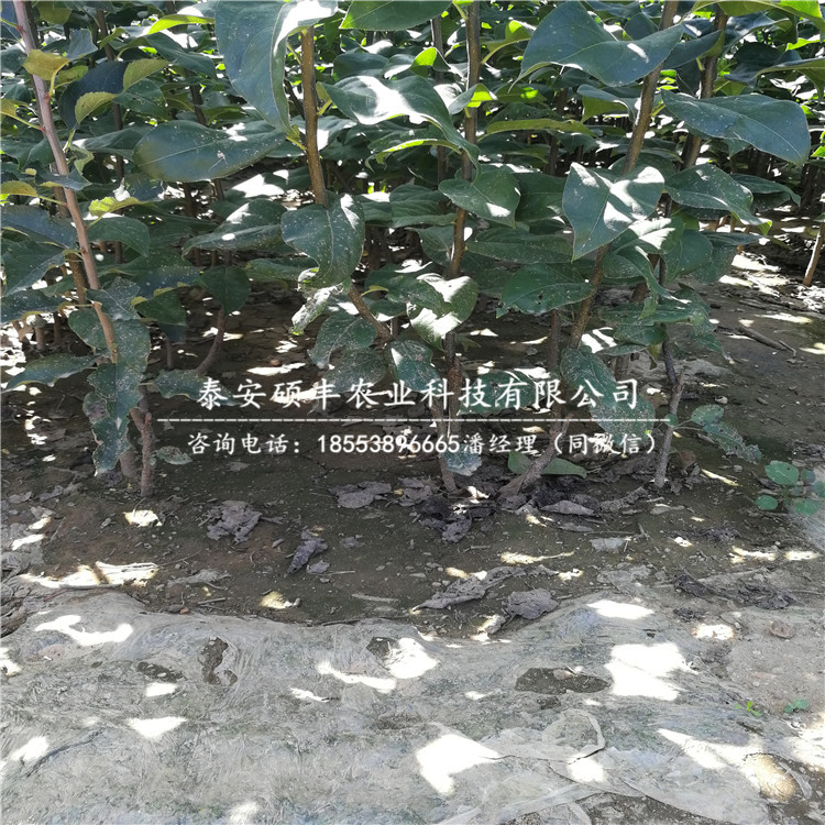 澳紅一號(hào)梨樹(shù)苗原產(chǎn)地、澳紅一號(hào)梨苗廠家價(jià)格