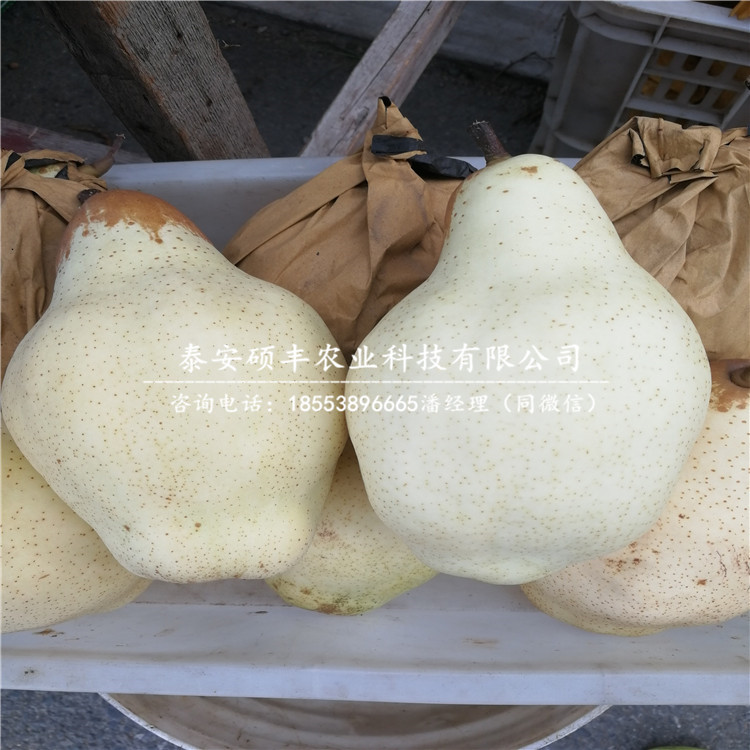 秋月梨樹苗、梨苗多少錢一棵
