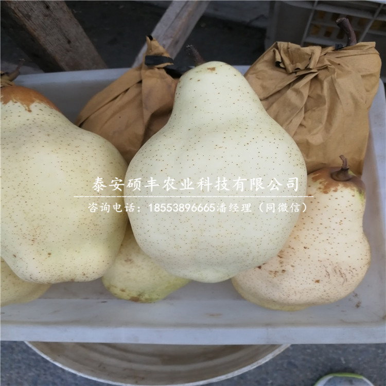 蘋果梨梨苗銷售價格、今年蘋果梨梨樹苗