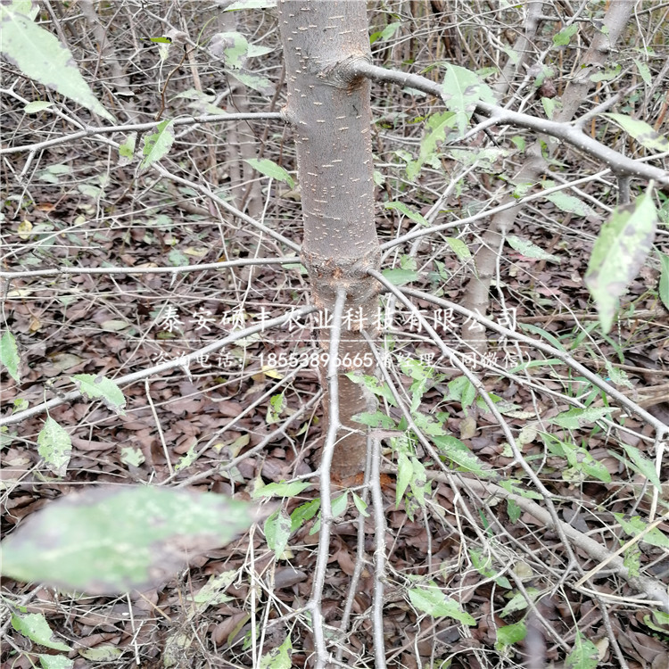 翡翠梨树苗、梨苗种植及管理