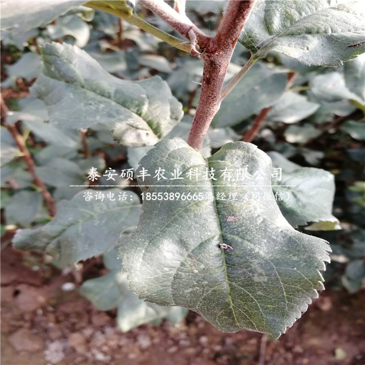 紅寶石梨樹(shù)苗市場(chǎng)行情、紅寶石梨苗一株多少錢