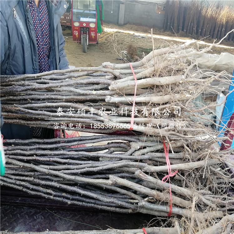 出售紅安久梨樹(shù)苗、紅安久梨樹(shù)苗適應(yīng)條件