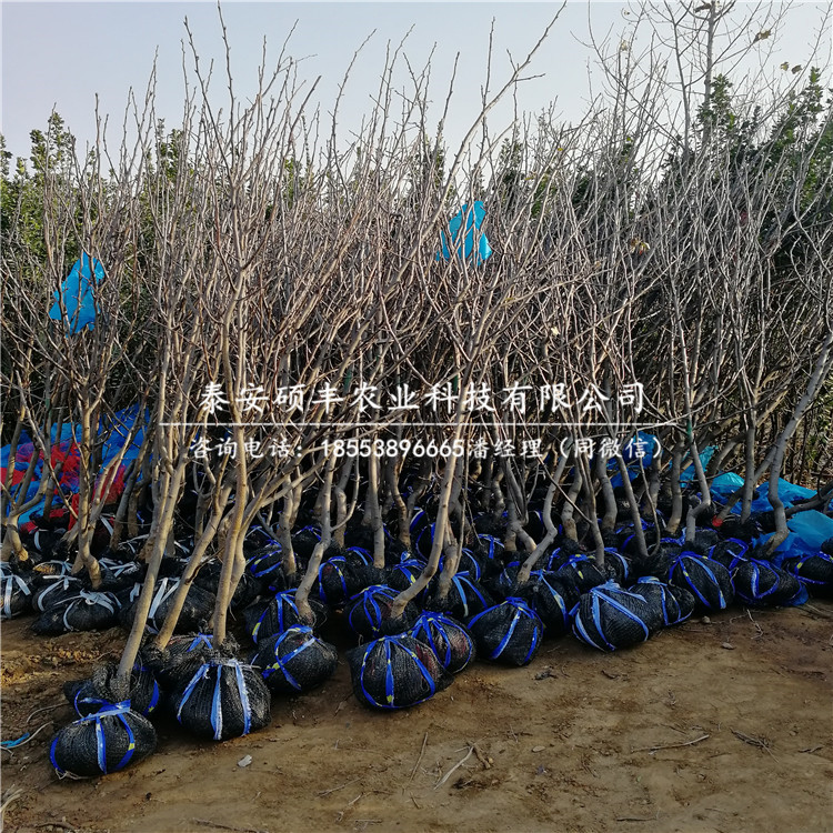 南國(guó)梨樹苗、梨苗種植技術(shù)